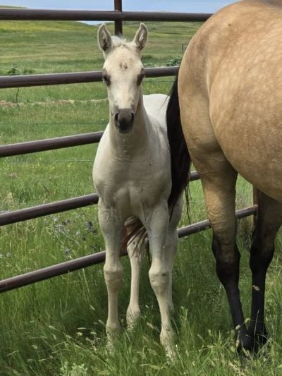 Creedence Topsail JW<BR>AQHA PENDING